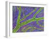 Retina Blood Vessel-Thomas Deerinck-Framed Photographic Print