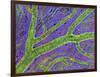 Retina Blood Vessel-Thomas Deerinck-Framed Photographic Print