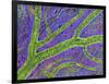 Retina Blood Vessel-Thomas Deerinck-Framed Photographic Print