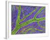 Retina Blood Vessel-Thomas Deerinck-Framed Photographic Print