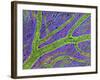 Retina Blood Vessel-Thomas Deerinck-Framed Photographic Print