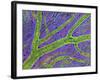 Retina Blood Vessel-Thomas Deerinck-Framed Photographic Print