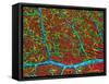 Retina Blood Vessels And Nerve Cells-Thomas Deerinck-Framed Stretched Canvas