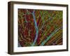 Retina Blood Vessels And Nerve Cells-Thomas Deerinck-Framed Photographic Print