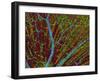 Retina Blood Vessels And Nerve Cells-Thomas Deerinck-Framed Photographic Print