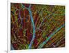 Retina Blood Vessels And Nerve Cells-Thomas Deerinck-Framed Photographic Print