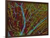 Retina Blood Vessels And Nerve Cells-Thomas Deerinck-Framed Photographic Print