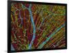 Retina Blood Vessels And Nerve Cells-Thomas Deerinck-Framed Photographic Print