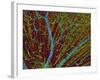 Retina Blood Vessels And Nerve Cells-Thomas Deerinck-Framed Photographic Print