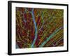 Retina Blood Vessels And Nerve Cells-Thomas Deerinck-Framed Photographic Print