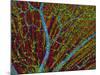 Retina Blood Vessels And Nerve Cells-Thomas Deerinck-Mounted Photographic Print