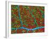 Retina Blood Vessels And Nerve Cells-Thomas Deerinck-Framed Photographic Print