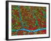 Retina Blood Vessels And Nerve Cells-Thomas Deerinck-Framed Photographic Print