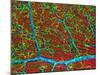 Retina Blood Vessels And Nerve Cells-Thomas Deerinck-Mounted Photographic Print