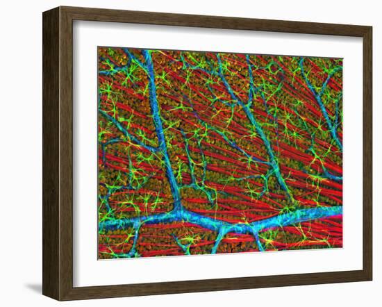 Retina Blood Vessels And Nerve Cells-Thomas Deerinck-Framed Photographic Print