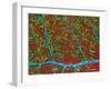 Retina Blood Vessels And Nerve Cells-Thomas Deerinck-Framed Photographic Print