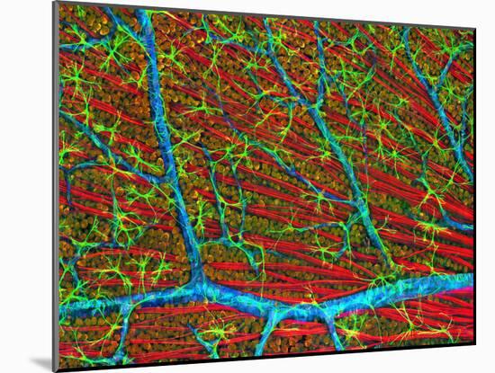 Retina Blood Vessels And Nerve Cells-Thomas Deerinck-Mounted Photographic Print