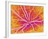 Retina Blood Vessels, SEM-Susumu Nishinaga-Framed Photographic Print