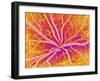 Retina Blood Vessels, SEM-Susumu Nishinaga-Framed Photographic Print