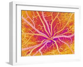 Retina Blood Vessels, SEM-Susumu Nishinaga-Framed Photographic Print