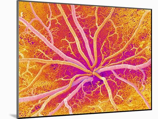 Retina Blood Vessels, SEM-Susumu Nishinaga-Mounted Photographic Print