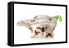 Retired Dog - English Bulldog Laying Down Holding Golf Club-Willee Cole-Framed Stretched Canvas