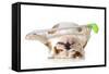 Retired Dog - English Bulldog Laying Down Holding Golf Club-Willee Cole-Framed Stretched Canvas