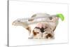 Retired Dog - English Bulldog Laying Down Holding Golf Club-Willee Cole-Stretched Canvas