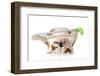 Retired Dog - English Bulldog Laying Down Holding Golf Club-Willee Cole-Framed Premium Photographic Print