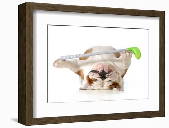 Retired Dog - English Bulldog Laying Down Holding Golf Club-Willee Cole-Framed Photographic Print