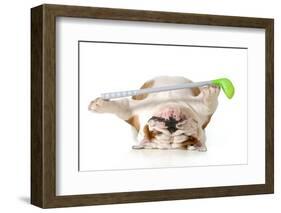 Retired Dog - English Bulldog Laying Down Holding Golf Club-Willee Cole-Framed Photographic Print