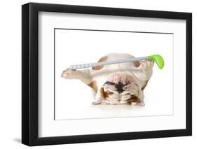 Retired Dog - English Bulldog Laying Down Holding Golf Club-Willee Cole-Framed Photographic Print