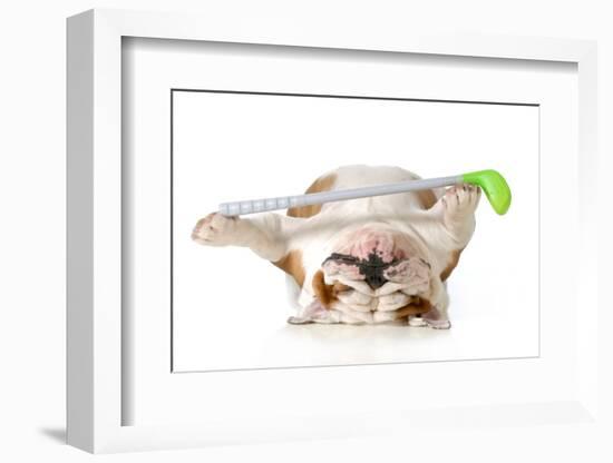 Retired Dog - English Bulldog Laying Down Holding Golf Club-Willee Cole-Framed Photographic Print