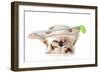 Retired Dog - English Bulldog Laying Down Holding Golf Club-Willee Cole-Framed Photographic Print