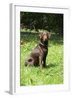 Retriever - Chocolate Labrador 001-Bob Langrish-Framed Photographic Print