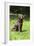 Retriever - Chocolate Labrador 001-Bob Langrish-Framed Photographic Print