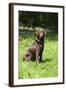 Retriever - Chocolate Labrador 001-Bob Langrish-Framed Photographic Print