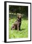 Retriever - Chocolate Labrador 001-Bob Langrish-Framed Photographic Print