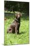 Retriever - Chocolate Labrador 001-Bob Langrish-Mounted Photographic Print