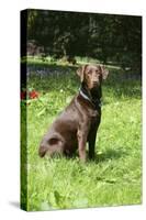 Retriever - Chocolate Labrador 001-Bob Langrish-Stretched Canvas