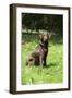 Retriever - Chocolate Labrador 001-Bob Langrish-Framed Photographic Print