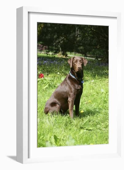Retriever - Chocolate Labrador 001-Bob Langrish-Framed Photographic Print