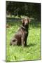 Retriever - Chocolate Labrador 001-Bob Langrish-Mounted Photographic Print