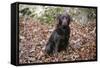 Retriever - Chocolate Labrador 003-Bob Langrish-Framed Stretched Canvas