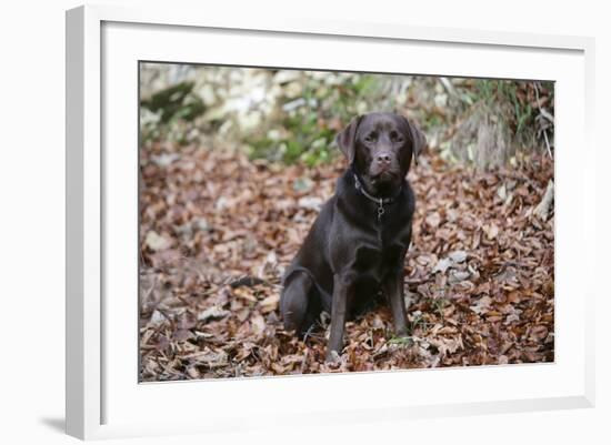 Retriever - Chocolate Labrador 003-Bob Langrish-Framed Photographic Print