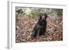 Retriever - Chocolate Labrador 003-Bob Langrish-Framed Photographic Print