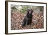 Retriever - Chocolate Labrador 003-Bob Langrish-Framed Photographic Print