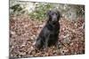 Retriever - Chocolate Labrador 003-Bob Langrish-Mounted Photographic Print