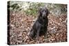 Retriever - Chocolate Labrador 003-Bob Langrish-Stretched Canvas