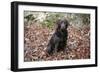 Retriever - Chocolate Labrador 003-Bob Langrish-Framed Photographic Print